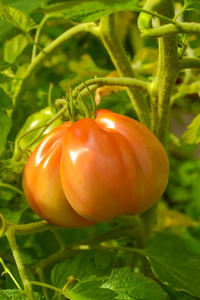 The tomato (Solanum lycopersicum) — Stock Photo, Image