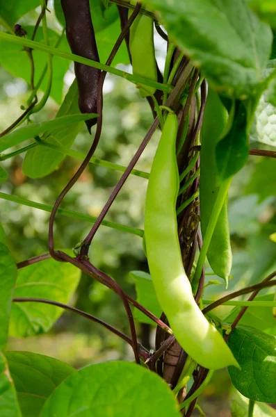 Pea pod — Stock Photo, Image