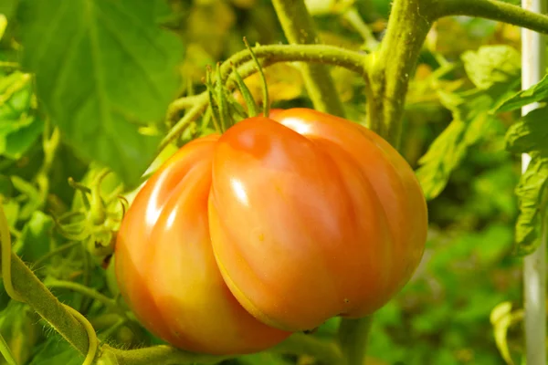 The tomato (Solanum lycopersicum) — Stock Photo, Image