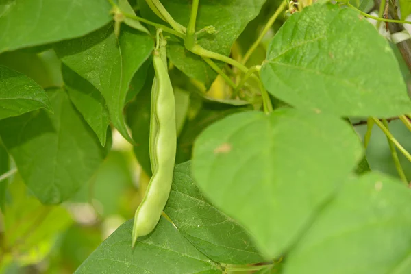 Guisante verde — Foto de Stock