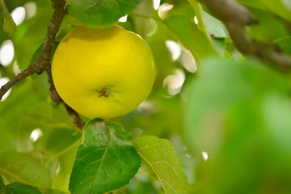 Gelber Apfel — Stockfoto