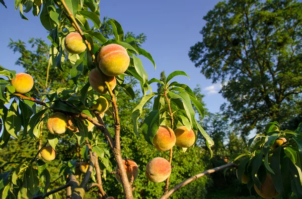 Чернослив персиковый , — стоковое фото