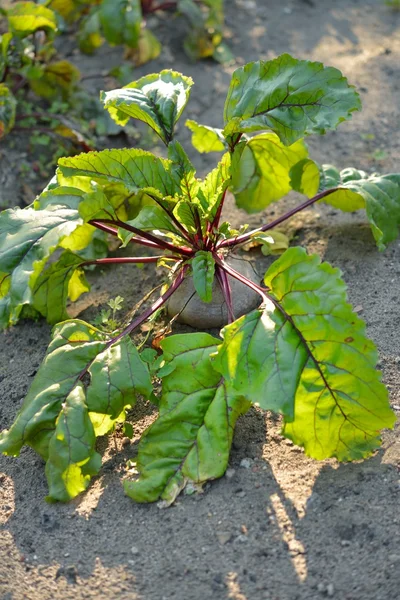 Beetroot — Stock Photo, Image