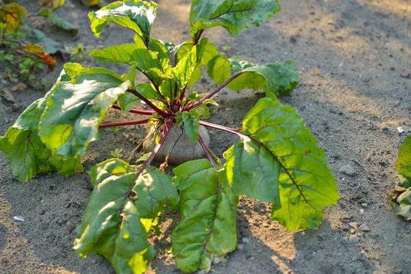 Beetroot — Stock Photo, Image