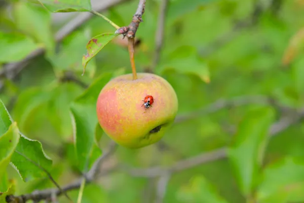 Elma ve uğur böceği — Stok fotoğraf
