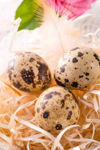 Яйца перепелов — стоковое фото