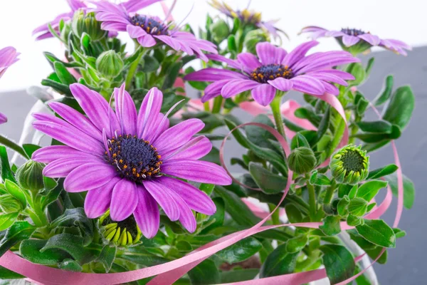 Violet daisies — Stock Photo, Image