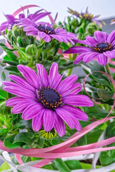紫雏菊 — 图库照片