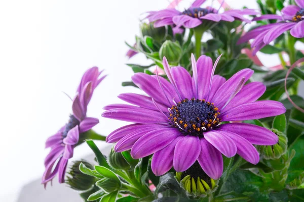 Marguerites violettes — Photo