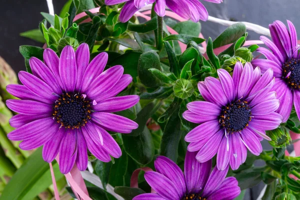 Marguerites violettes — Photo