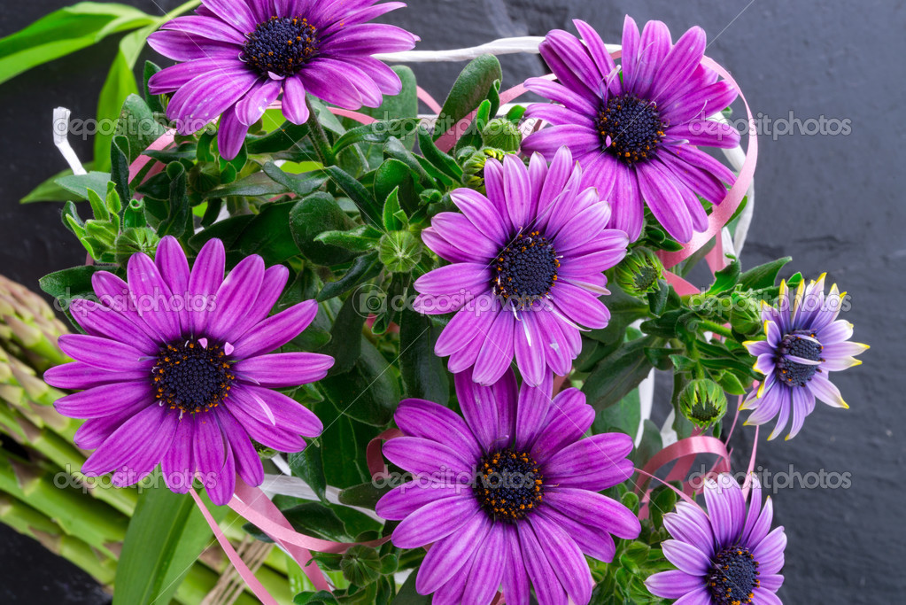 Violet daisies — Stock Photo © dar19.30 45538019