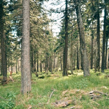 Harz orman die geri