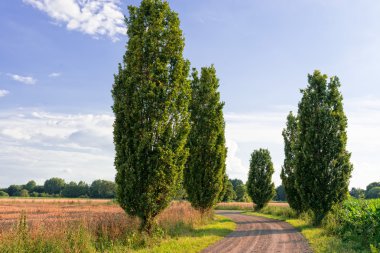 Almanya'da yürüme yolları