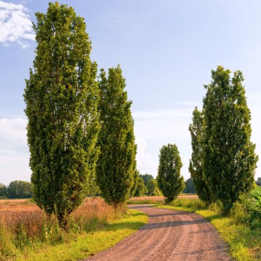 Almanya'da yürüme yolları