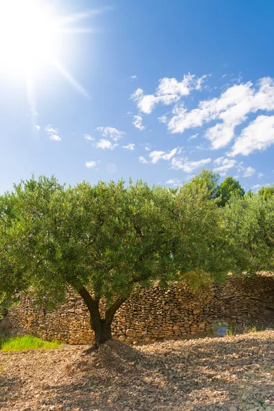 Olivenbäume — Stockfoto