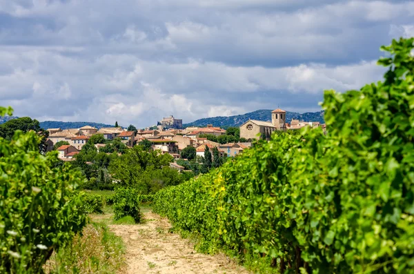 Vigneto in Provenza — Foto Stock