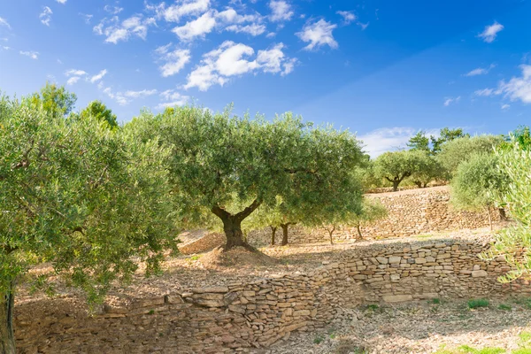 Zeytin ağaçları — Stok fotoğraf