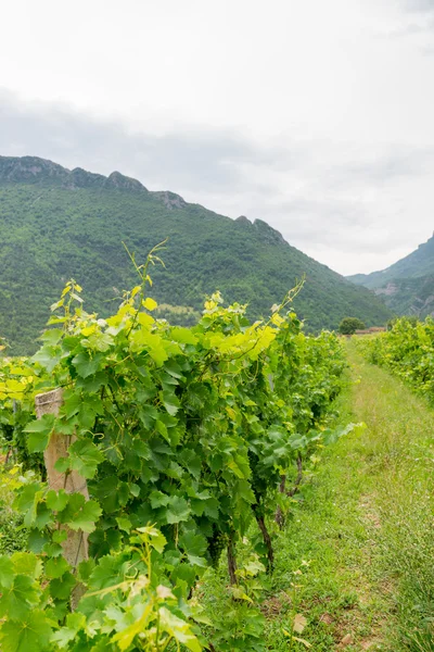 Vigneto in Provenza — Foto Stock