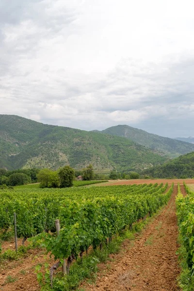 Vineyard in provence — Stock Photo, Image