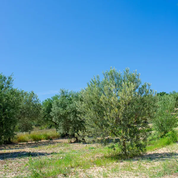 Plantación de olivos — Foto de Stock