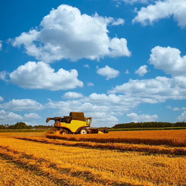 Harvest Lower Saxony Underwa — Stockfoto