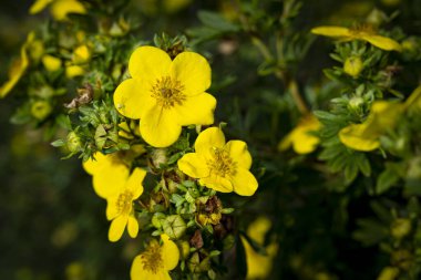 Dasiphora fruticosa is a species of hardy deciduous flowering shrub close up 