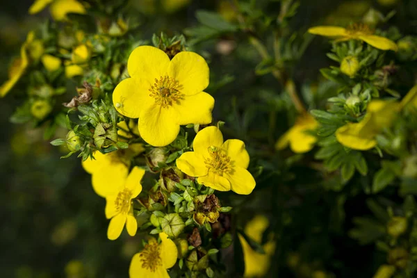 Dasiphora fruticosa is a species of hardy deciduous flowering shrub close up 