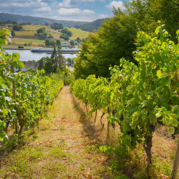 Most Beautiful Vineyards Germany — Photo