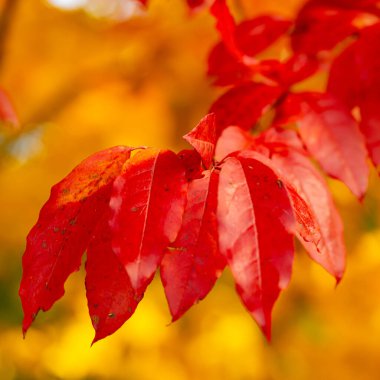 Colorful dotted autumn leaves