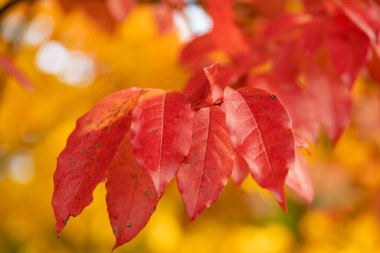 Colorful dotted autumn leaves
