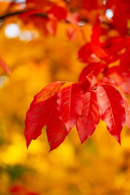 renkli sonbahar ağaç yaprakları