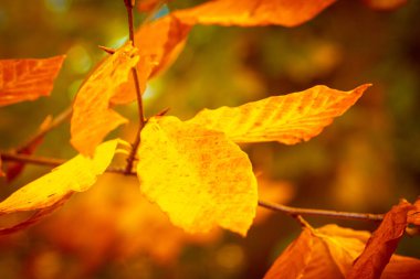 renkli sonbahar ağaç yaprakları