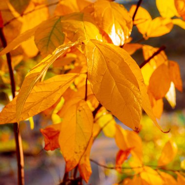 Colorful dotted autumn leaves