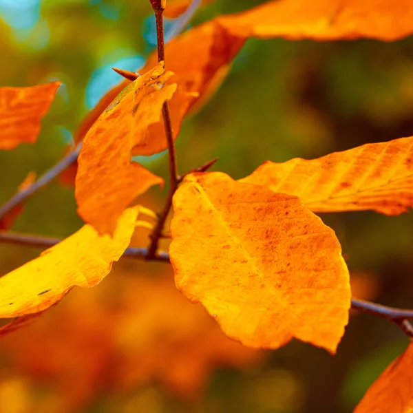 Colorful Dotted Autumn Leaves — Foto Stock