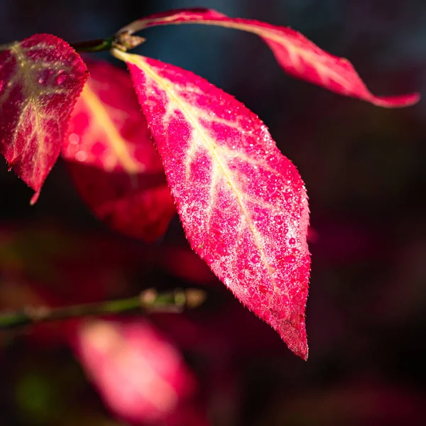 Colorful Dotted Autumn Leaves — Stock Photo, Image