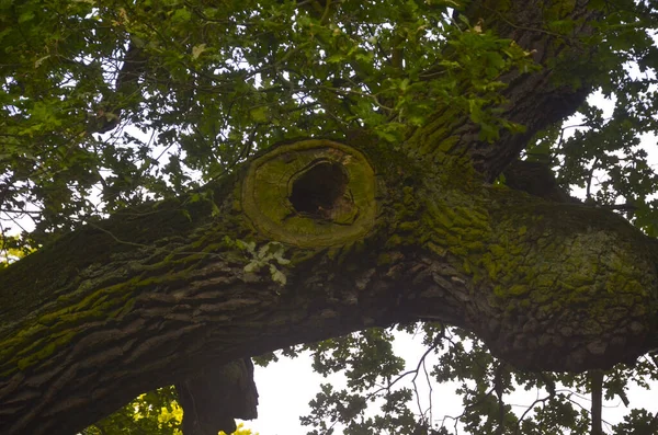 Old Rogalin Oaks Daylight — Stock Photo, Image