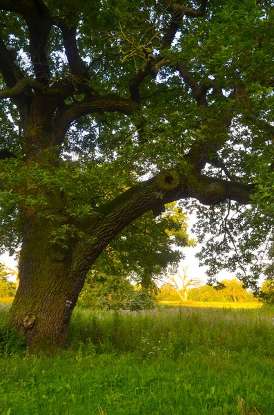 Oude Rogalin Eiken Bij Daglicht — Stockfoto