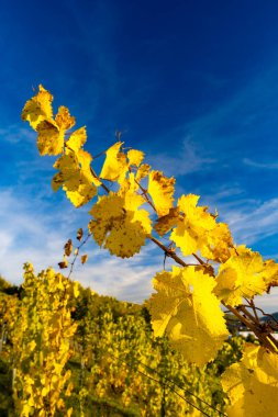 Aşağı Neckar Vadisi 'nde şarap deneyimi