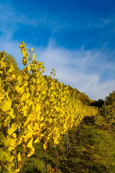 Experiencia Del Vino Valle Del Neckar Inferior —  Fotos de Stock