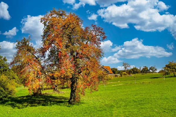 Een Oude Peer Boom Een Herfst Mantel — Stockfoto