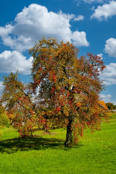 Güzel Sonbahar Armut Ağacının Manzaralı Görüntüsü — Stok fotoğraf