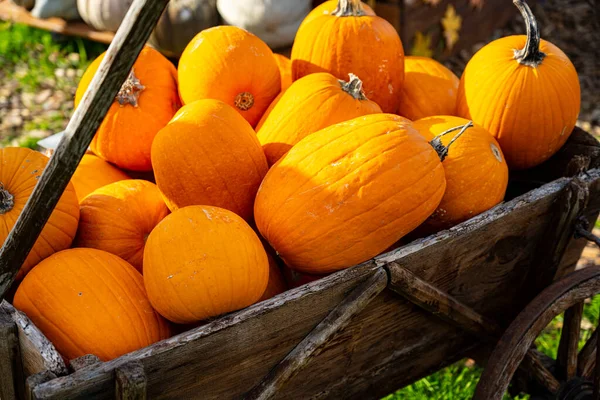 Зростання Продажів Pumpkin Merchandising — стокове фото