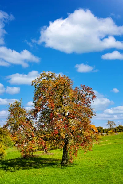 Vecchio Pero Veste Autunnale — Foto Stock