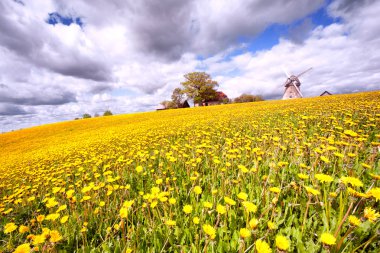 bir ev ve bir değirmen Tepesi'ndeki dandelions alan