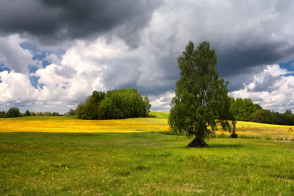 原野上的蒲公英在夏天一天与云 — 图库照片