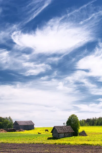 Casa rurale con campo e mucche — Foto Stock