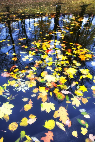 Autumn leaves in water on a background of trees — Stock Photo, Image
