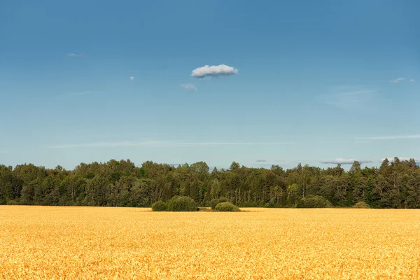 Поле біля лісу з єдиною хмарою — стокове фото