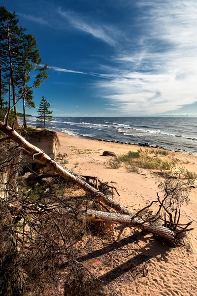 Złamane sosny na plaży nad morzem — Zdjęcie stockowe