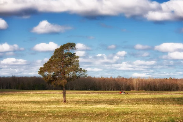 Trator vermelho arar um campo na primavera com pinho — Fotografia de Stock